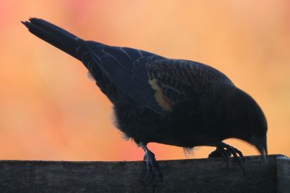 2 Rotfluegelstaerling Nova Scotia P1060068